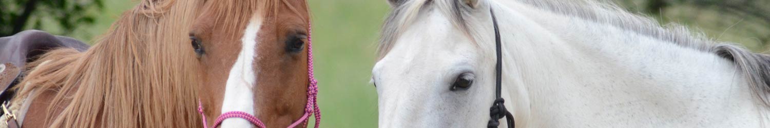 Laktatbestimmung für Rennpferde - Pferdesport - GEMAR Celle